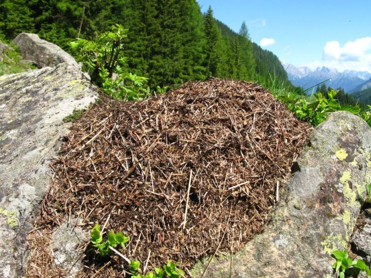 Formiche dal Trentino: Camponotus, Lasius, Formica gr. rufa