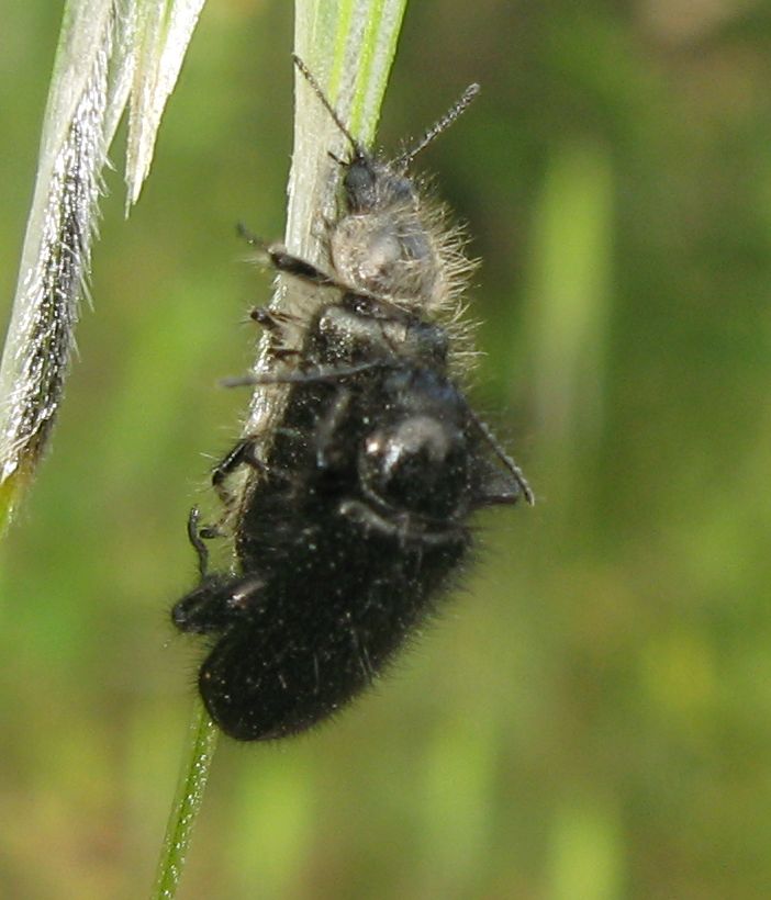 Enicopus pilosus?