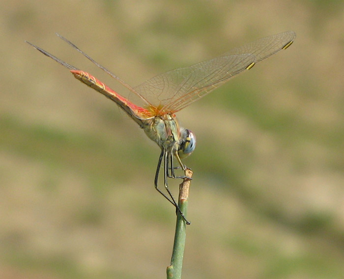Sympetrum fonscolombii