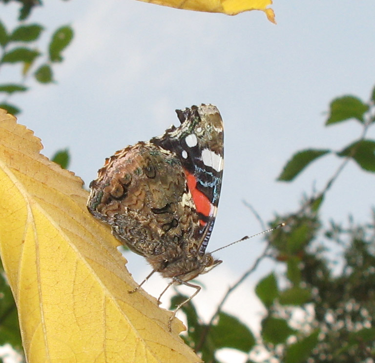 Vanessa atalanta