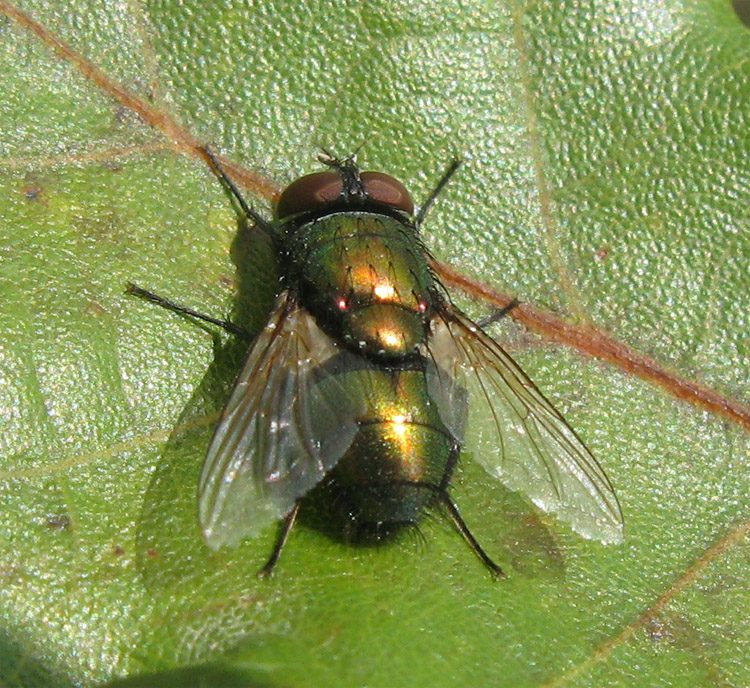 Lucilia cf. silvarum (Calliphoridae)