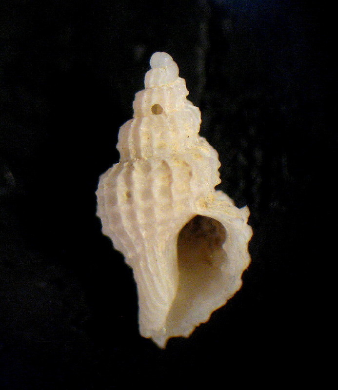 Trophonopsis barvicensis