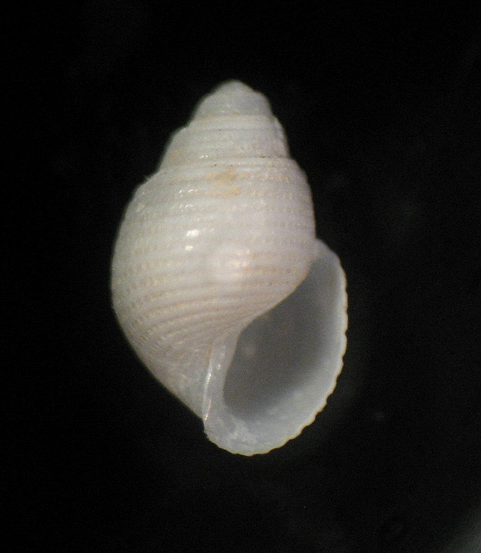 Acteon monterosatoi