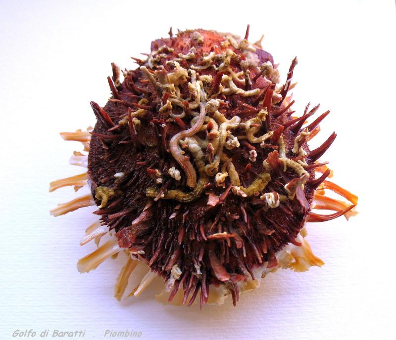 Spondylus spinosus