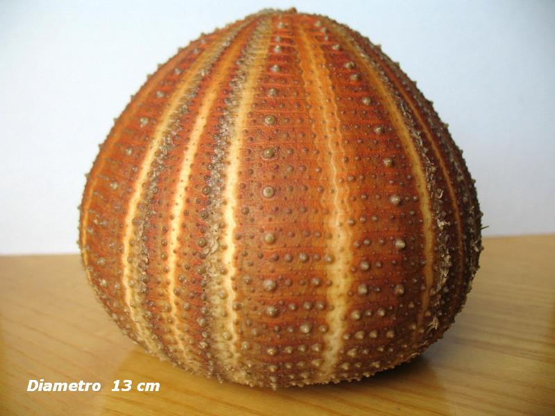 Teche di Echinus melo