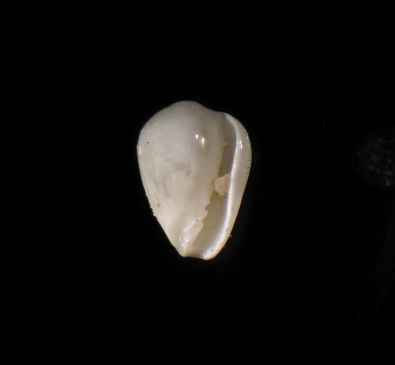 Gibberula simonae