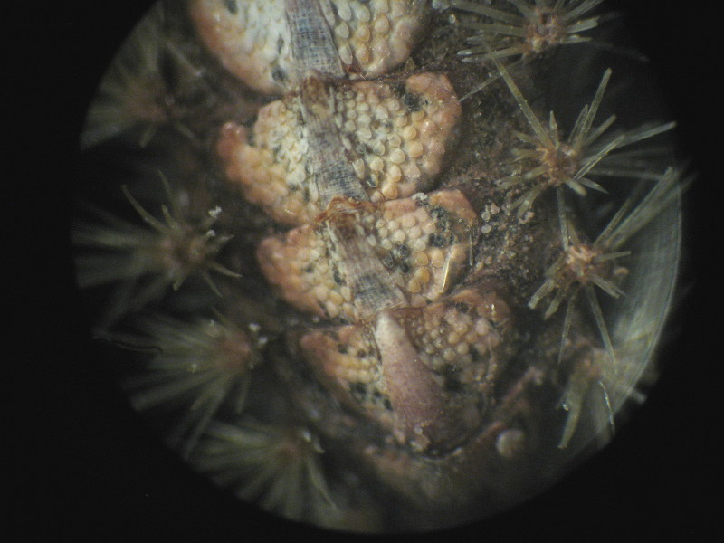 Acanthochitona