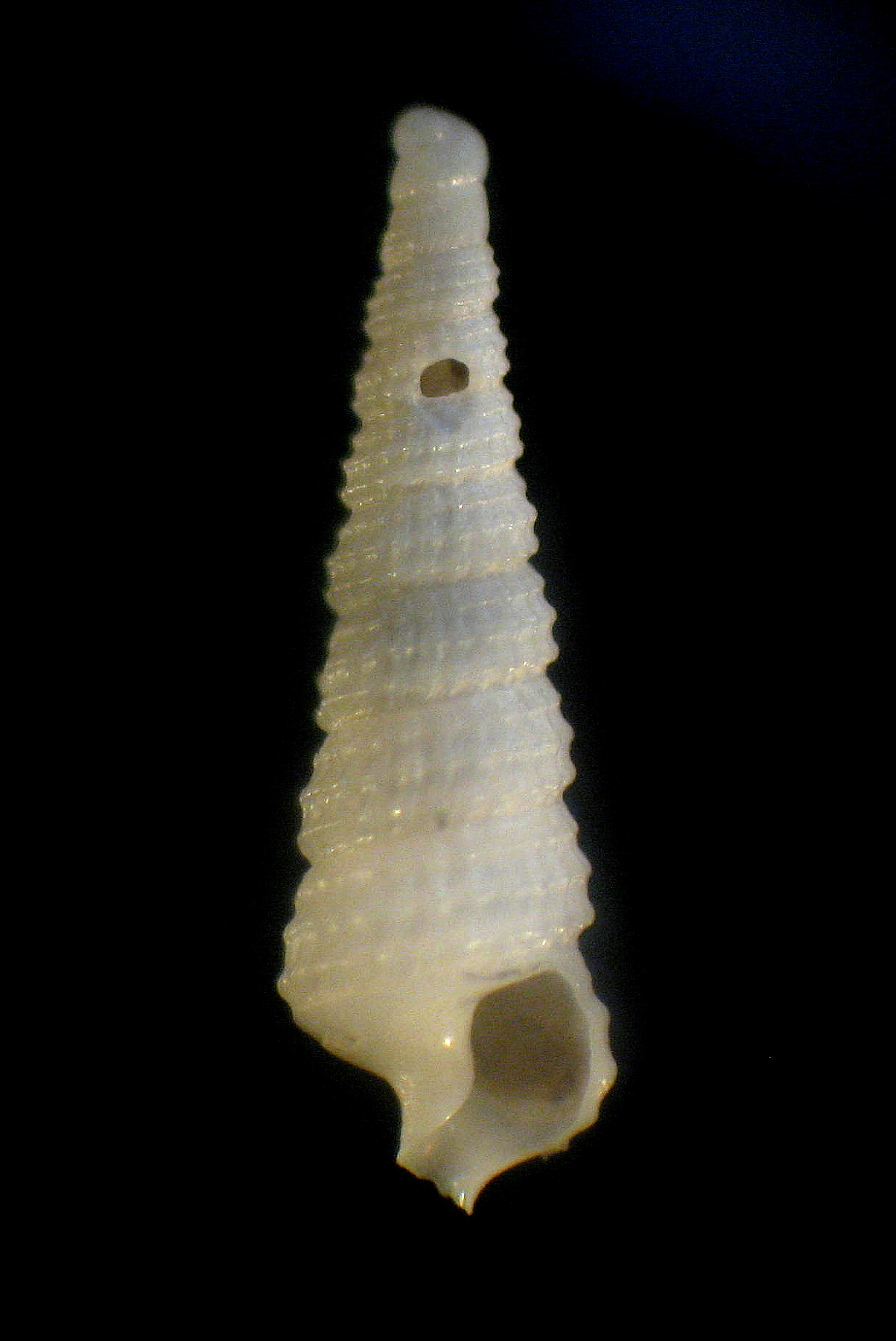 Cerithiella metula