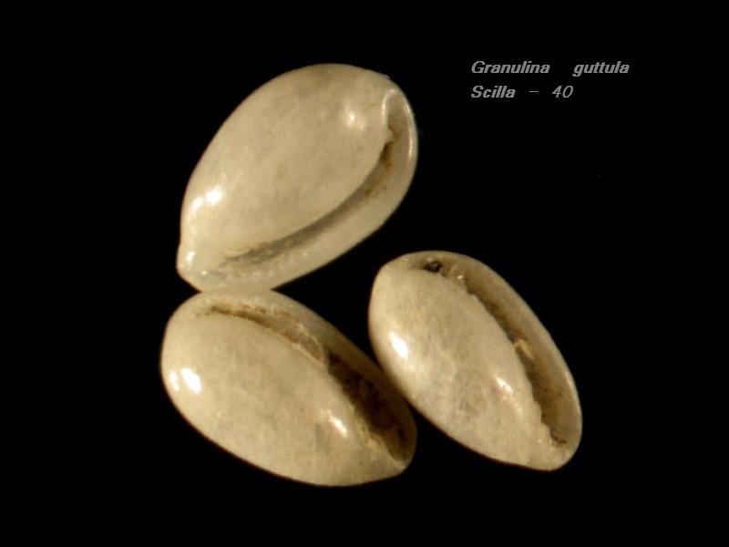 Zannone 18m (Granulina 57/58/60-2191)