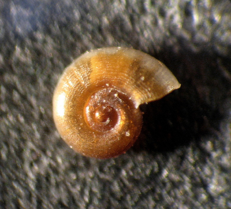 Skeneopsis sultanarum Gofas, 1983