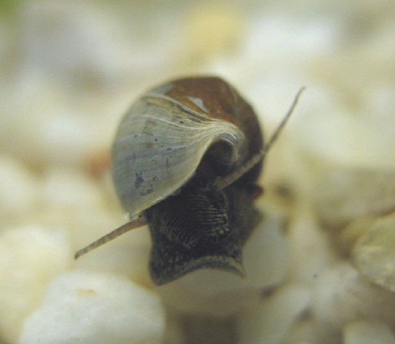 Melanopsis etrusca