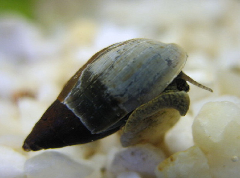 Melanopsis etrusca