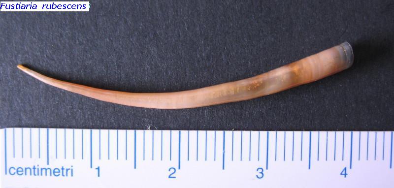 Fustiaria   rubescens  (Deshayes , 1826)