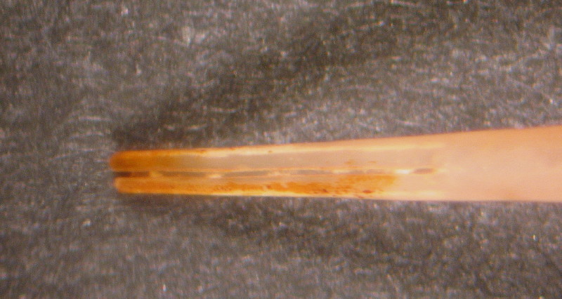 Fustiaria   rubescens  (Deshayes , 1826)