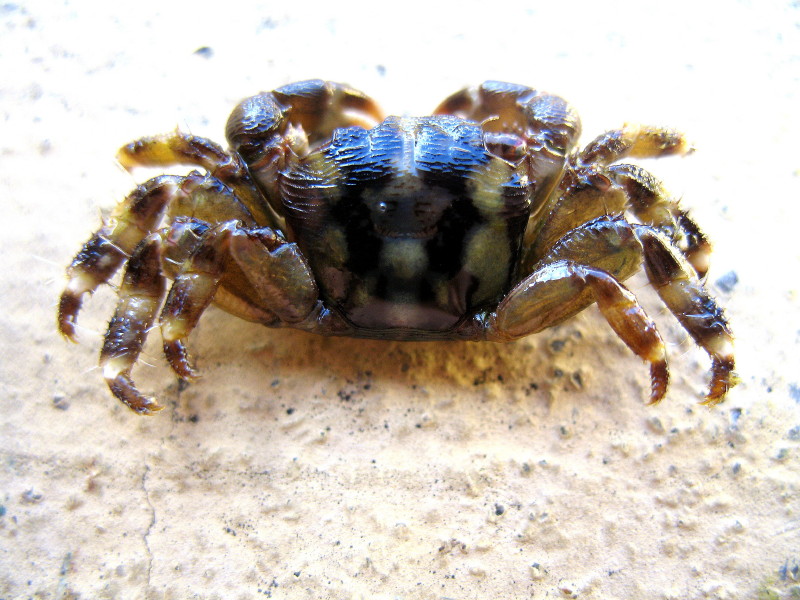 Pachygrapsus maurus