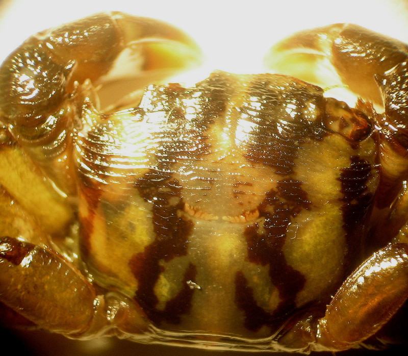 Pachygrapsus maurus