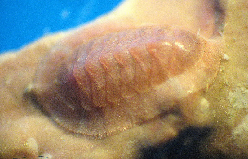 Callochiton calcatus  Dell''Angelo & Palazzi, 1994