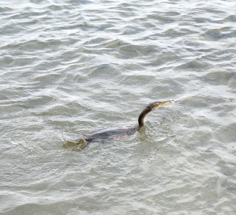 Cormorano ?