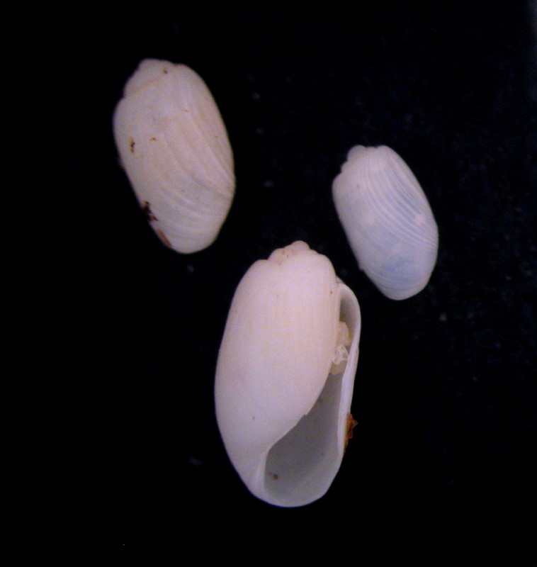 Retusa