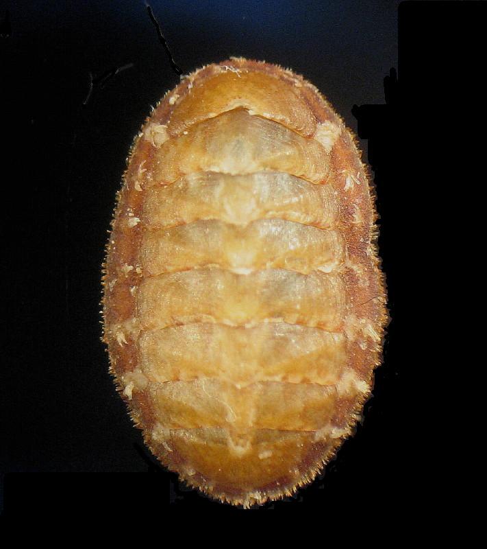 Lepidochitona furtiva (Monterosato, 1879)