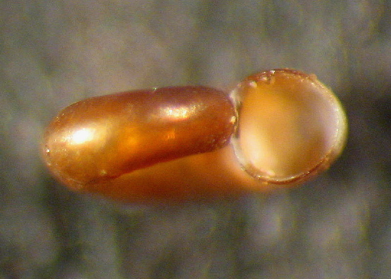 Skeneopsis sultanarum Gofas, 1983