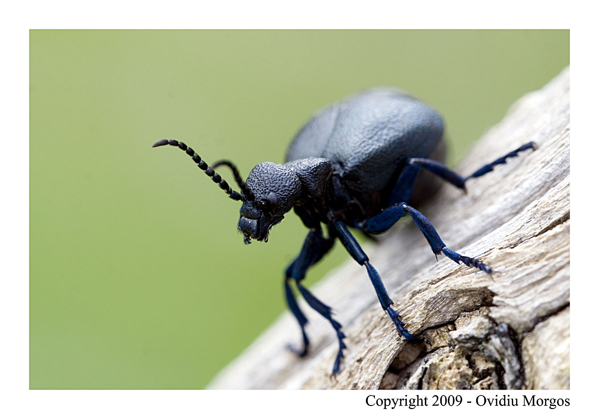 Meloidae: Meloe cicatricosus