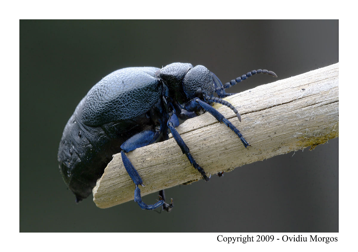 Meloidae: Meloe cicatricosus