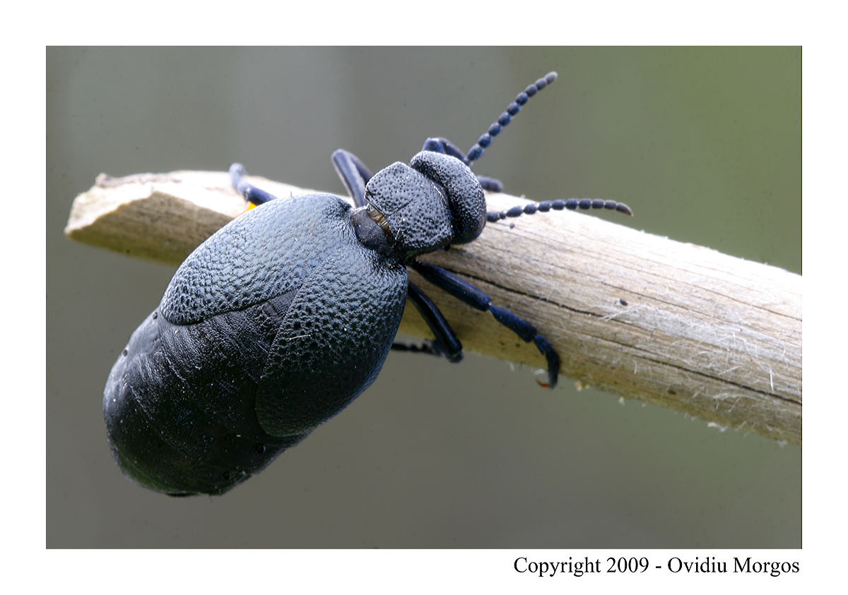 Meloidae: Meloe cicatricosus