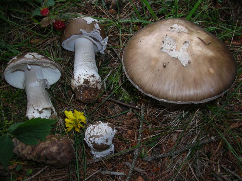 2 Amanite da determinare