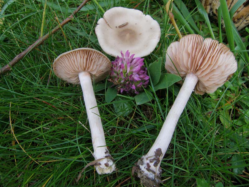 Volvariella gloiocephala?