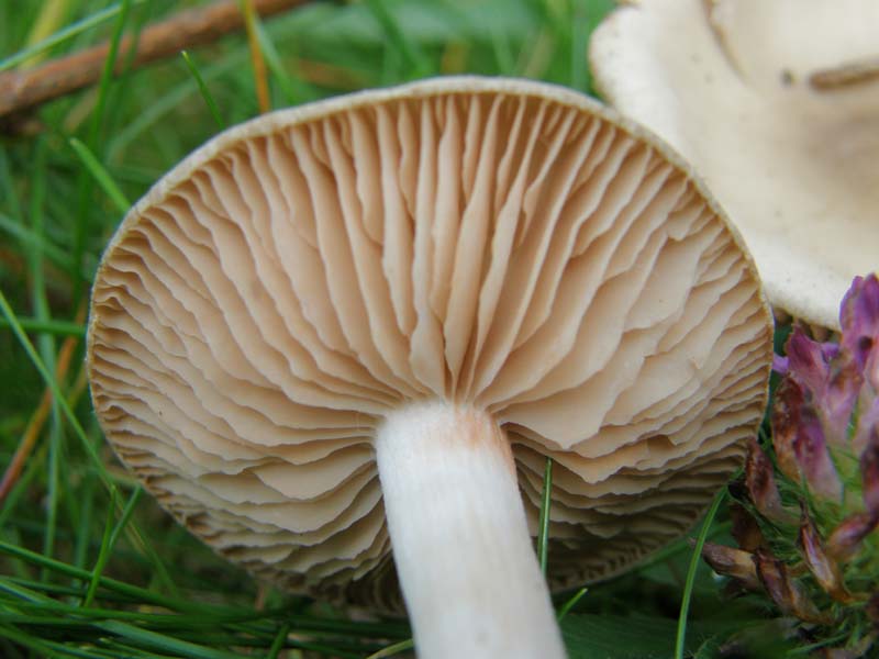 Volvariella gloiocephala?