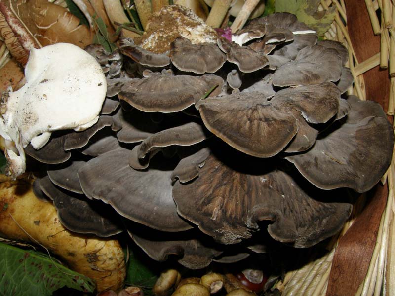 Meripilus giganteus? (Grifola frondosa)