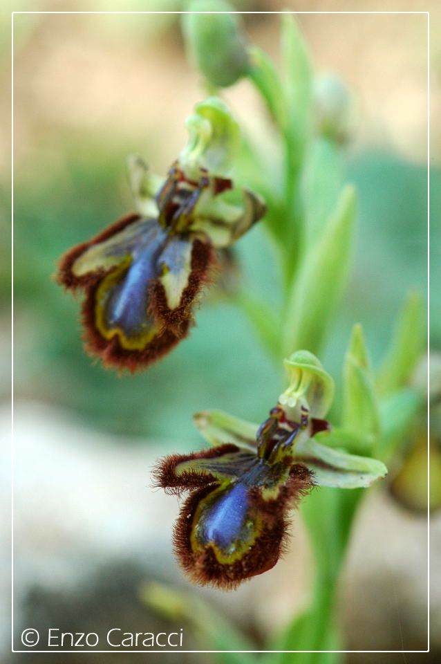 A caccia di orchidee sul Cofano!!!