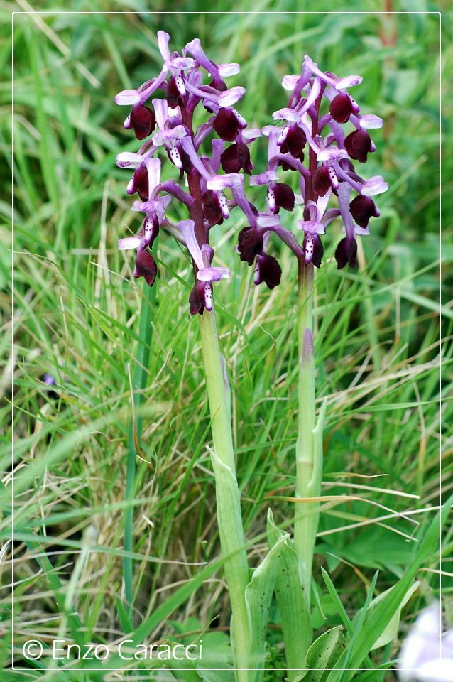 A caccia di orchidee sul Cofano!!!