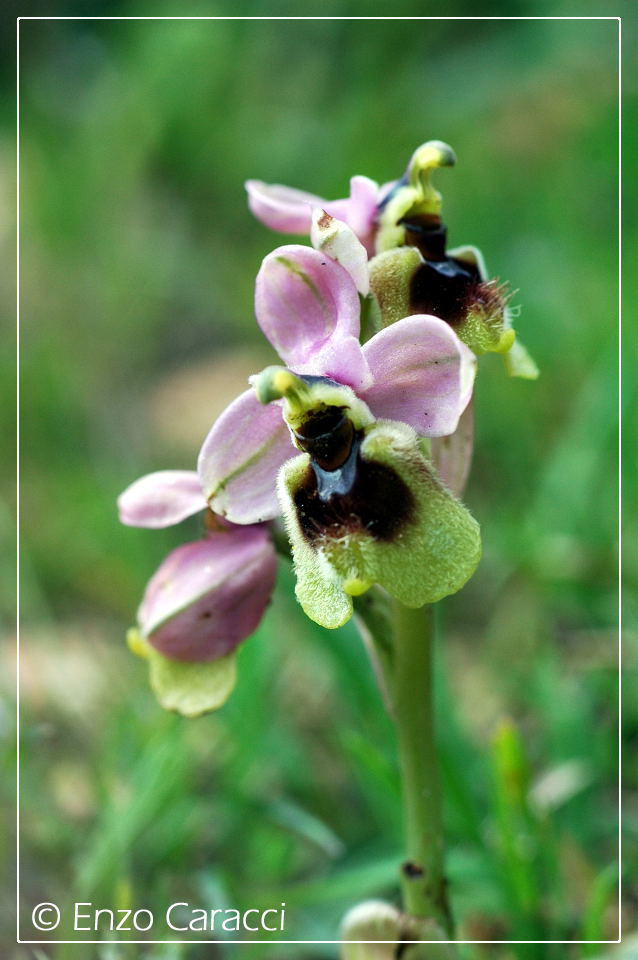 A caccia di orchidee sul Cofano!!!