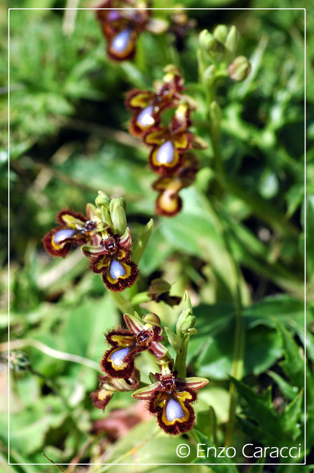 A caccia di orchidee sul Cofano!!!
