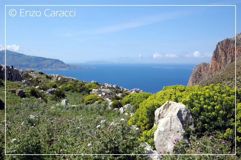A caccia di orchidee sul Cofano!!!