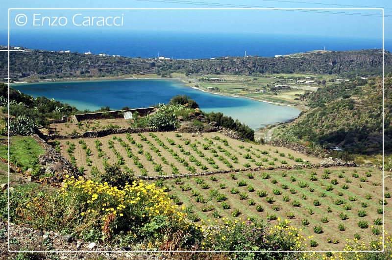 Orchidacee nell''Isola di Pantelleria