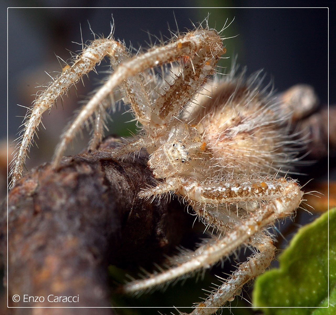 Heriaeus sp.