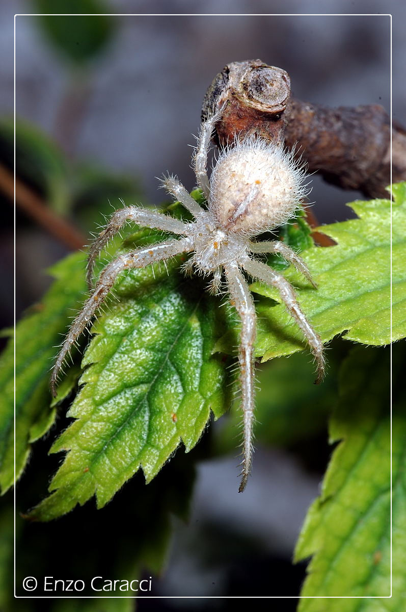 Heriaeus sp.