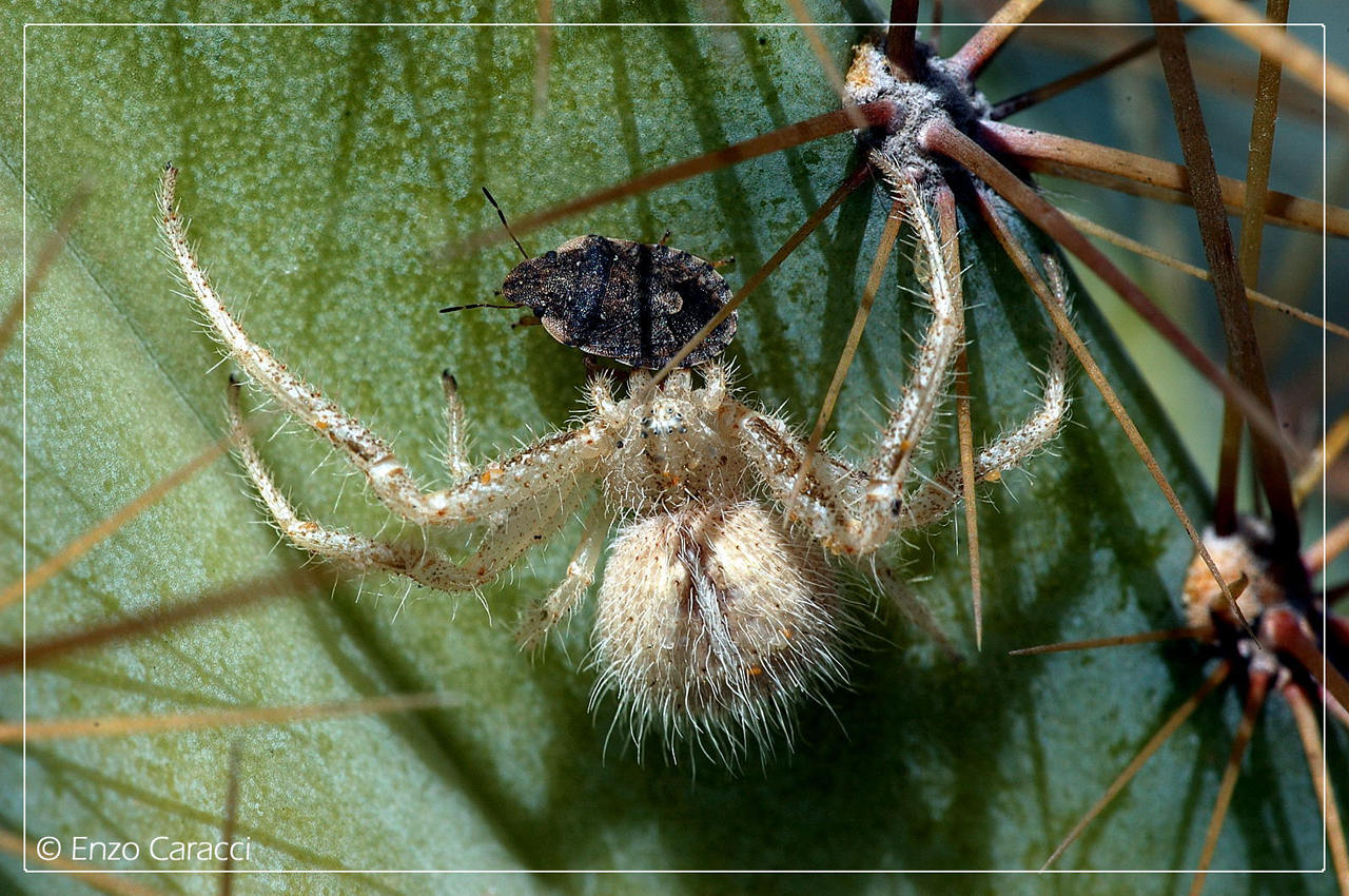 Heriaeus sp.