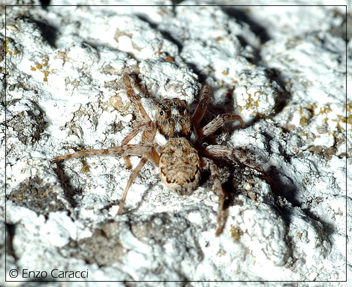 Menemerus sp.