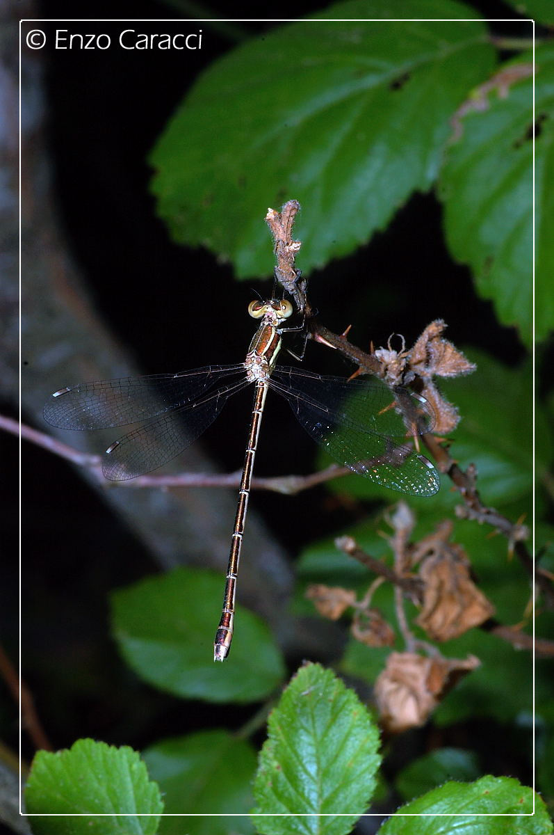 Lestidae? s, Sympecma e Lestes