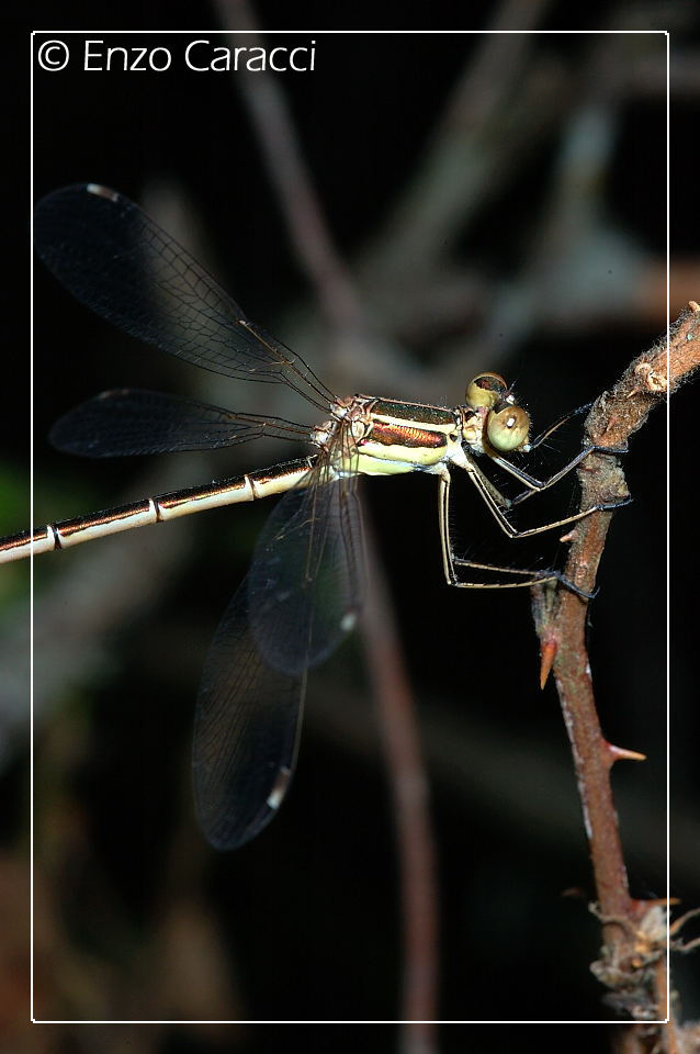 Lestidae? s, Sympecma e Lestes