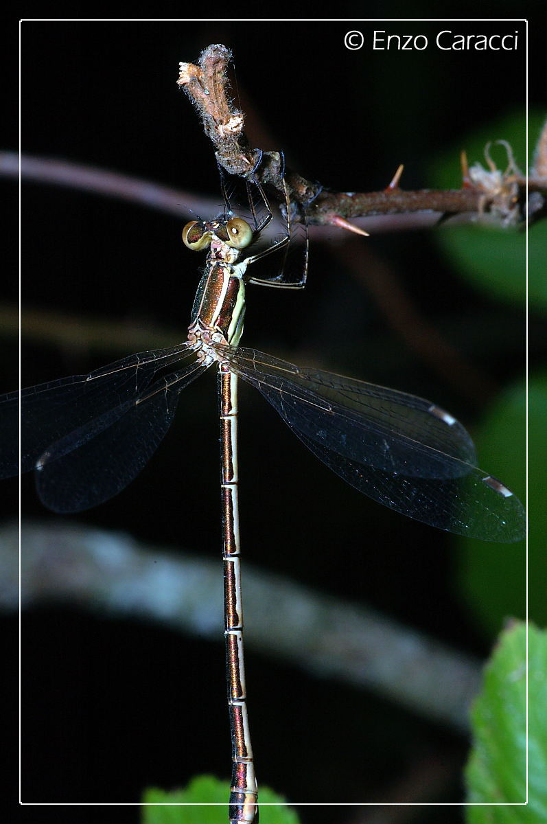 Lestidae? s, Sympecma e Lestes