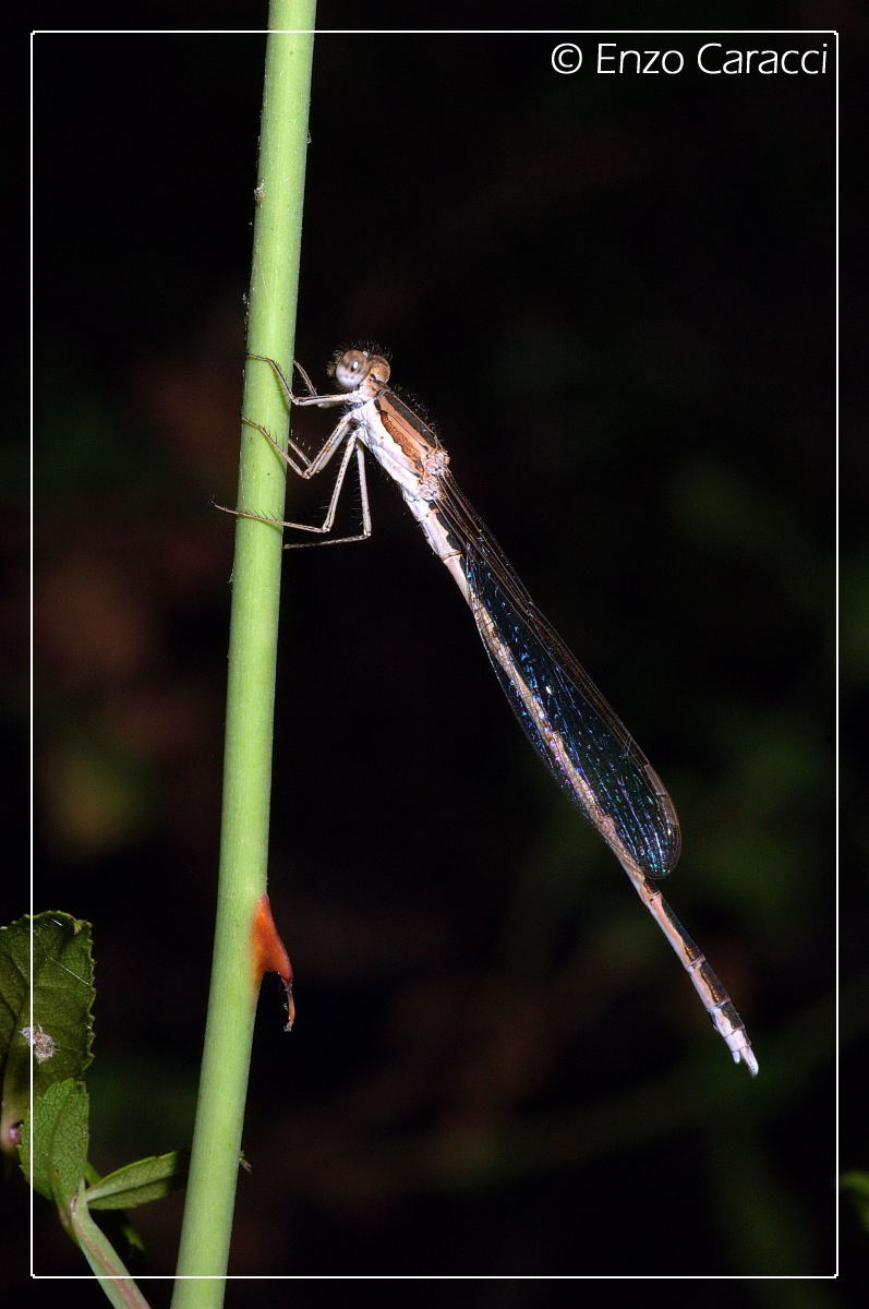 Lestidae? s, Sympecma e Lestes