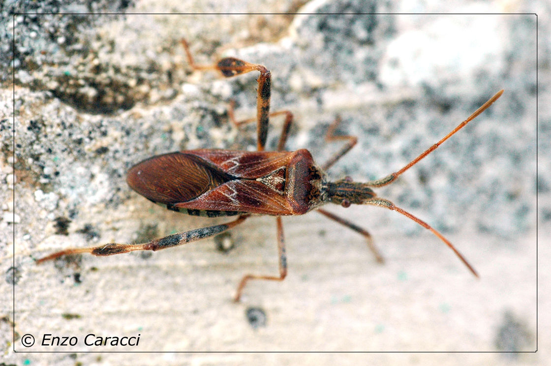 Coreidae: Leptoglossus occidentalis di Partanna (TP)