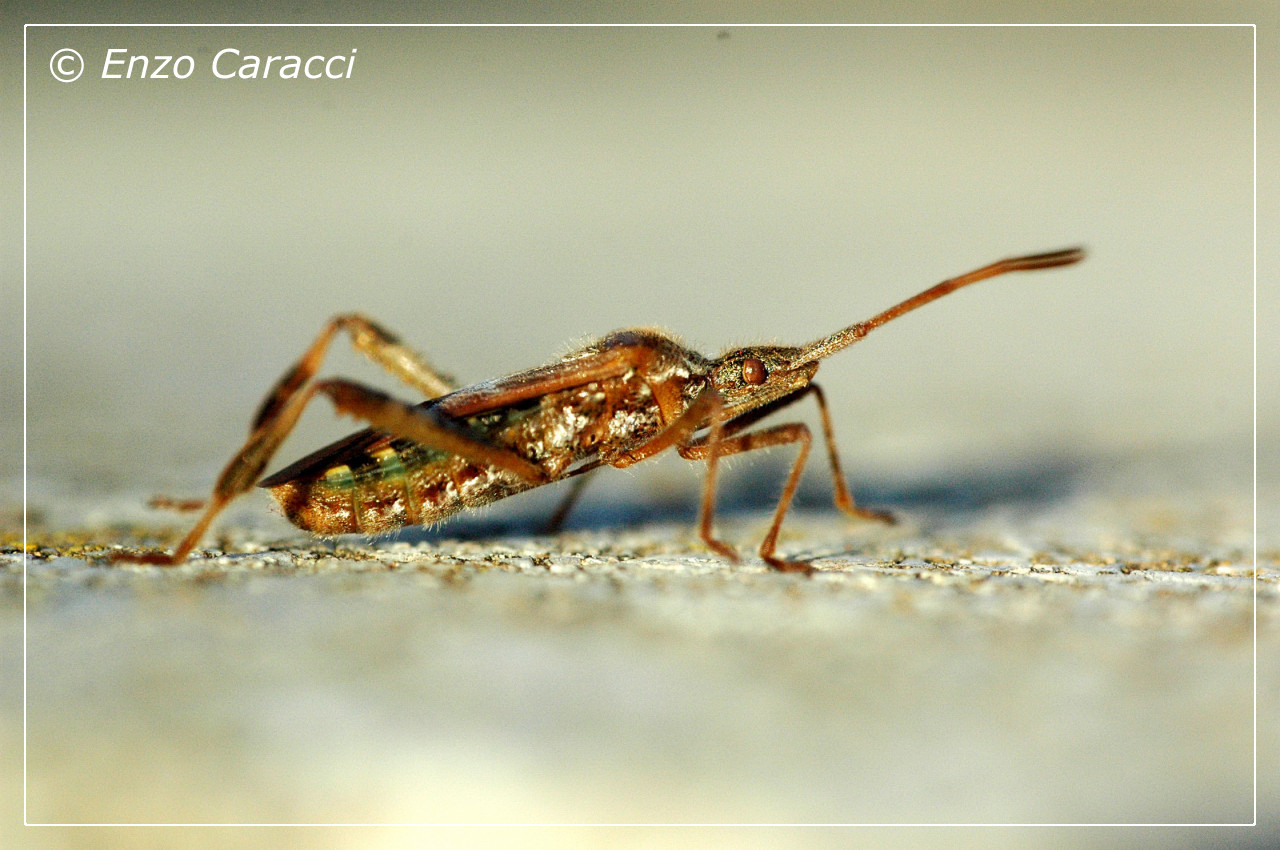 Coreidae: Leptoglossus occidentalis di Partanna (TP)