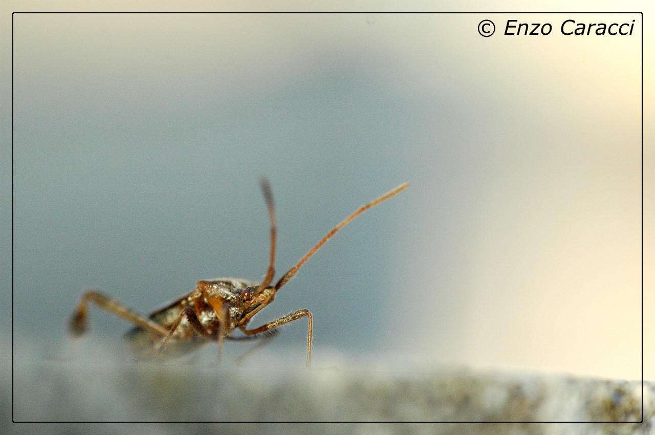 Coreidae: Leptoglossus occidentalis di Partanna (TP)