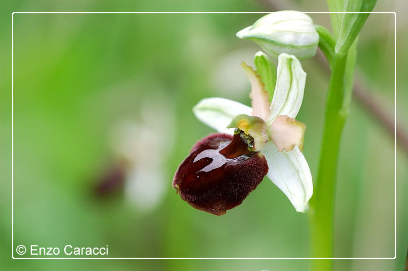 Ophrys sphegodes subsp. panormitana - Sicilia Occidentale